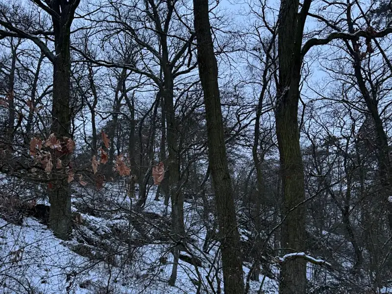 Prodej lesa 15433 m², Kralupy nad Vltavou – náhled fotky 2