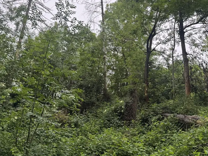 Prodej lesa 1331 m², Skuteč – náhled fotky 2