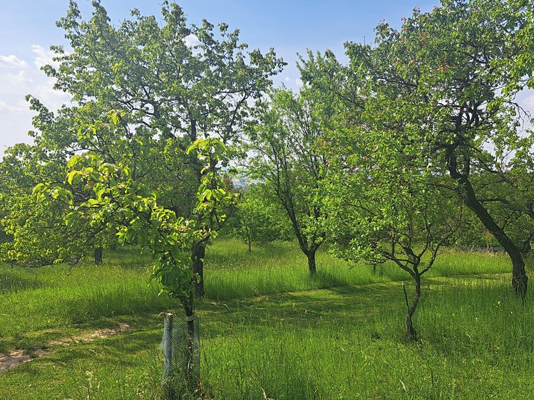Ostatní