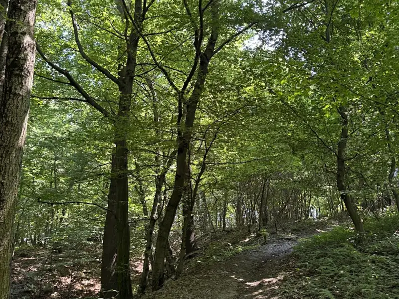 Prodej lesa 5120 m², Petřvald – náhled fotky 1