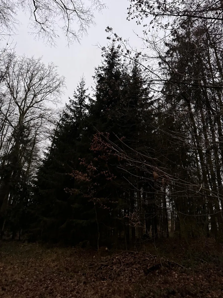 Prodej lesa 6263 m²