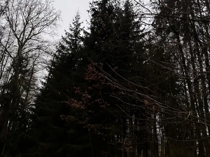 Prodej lesa 6263 m², Předslav – náhled fotky 1