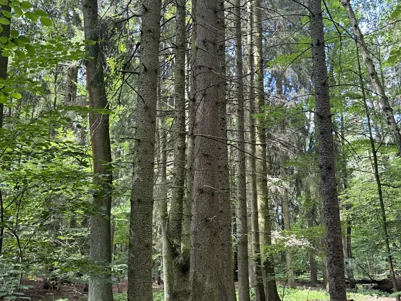 Prodej lesa 1719 m², Zbýšov – náhled fotky 3