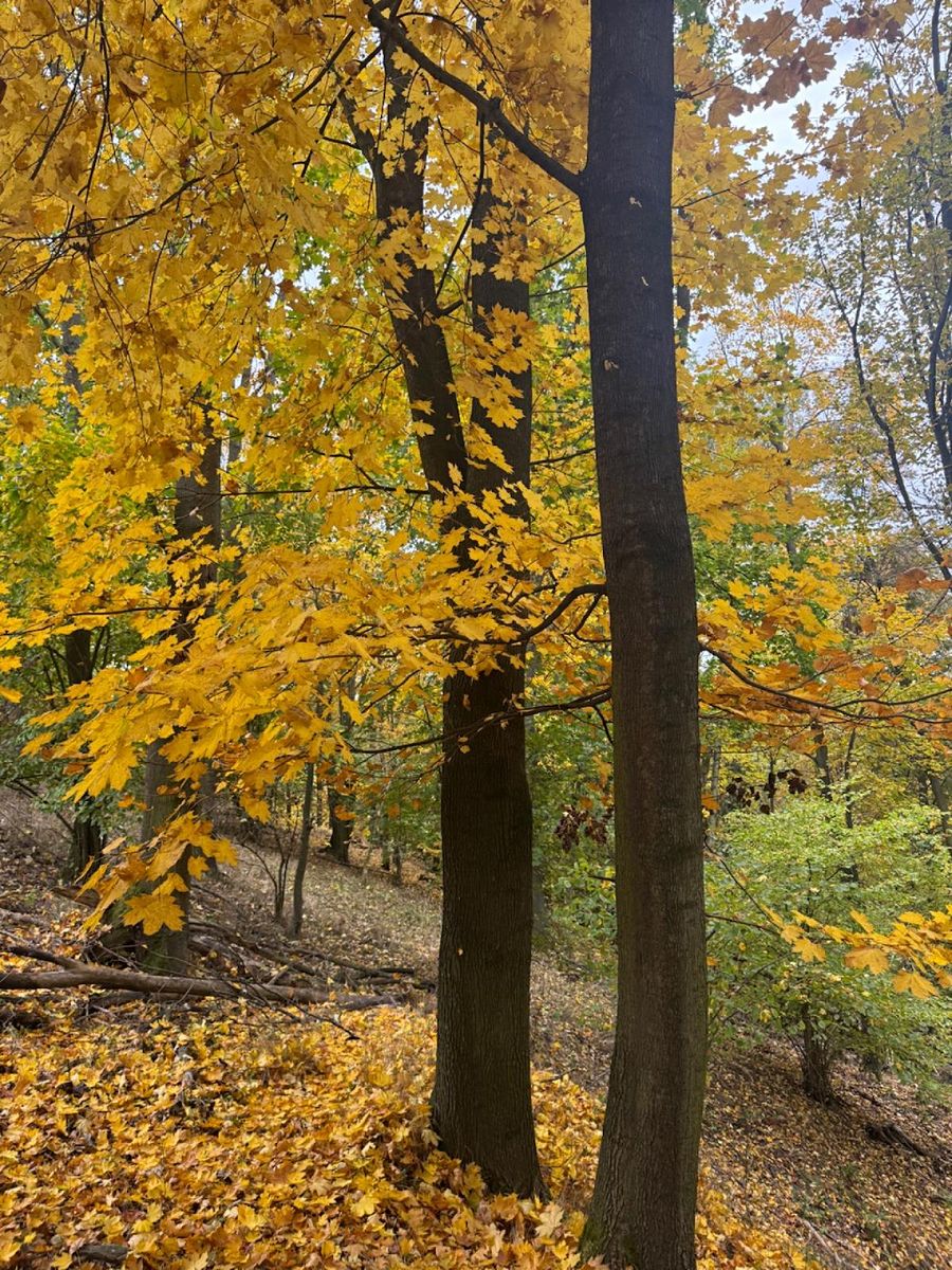 Prodej lesa 15088 m², Přísečná – fotka 1 z 3