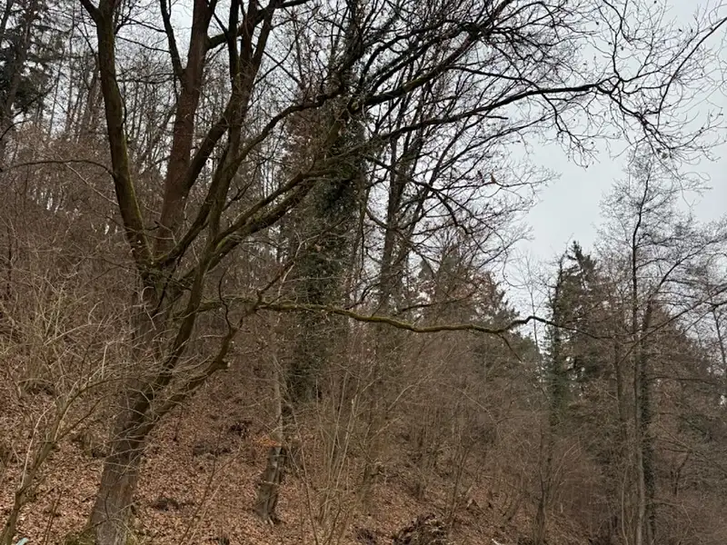 Prodej lesa 2337 m², Zlatá Koruna – náhled fotky 2