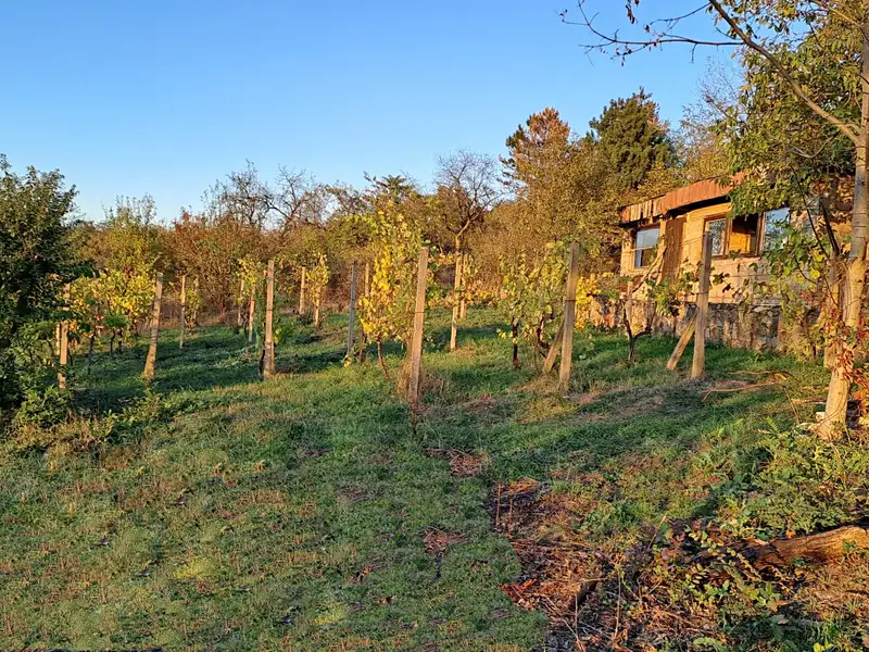Prodej zahrady 2010 m², Dolní Kounice – náhled fotky 1