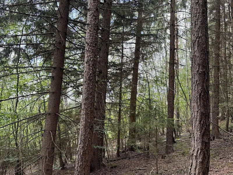 Prodej lesa 6930 m², Kratušín – náhled fotky 3