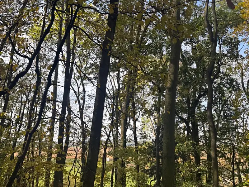 Prodej lesa 6148 m², Mohelnice – náhled fotky 1