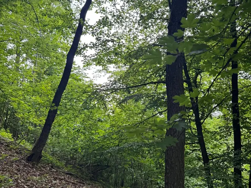 Prodej lesa 11566 m², Heřmanice – náhled fotky 3