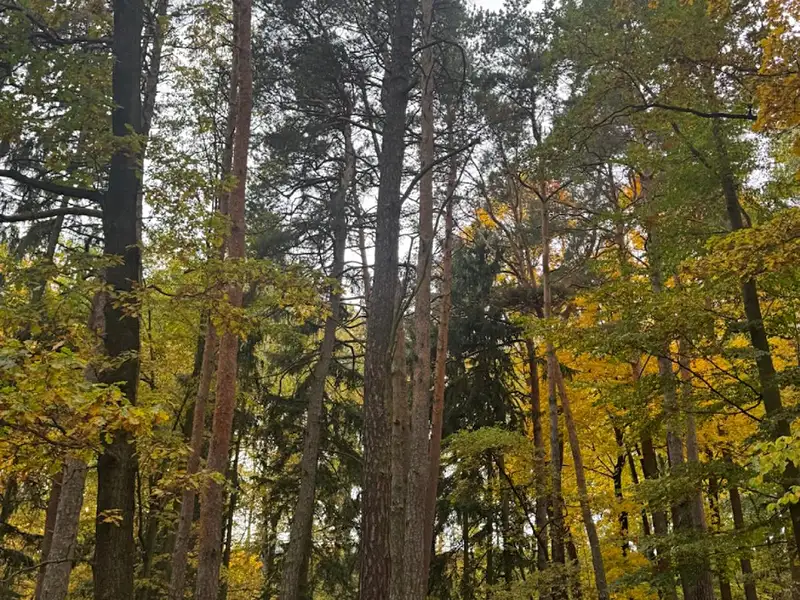 Prodej lesa 15088 m², Přísečná – náhled fotky 3