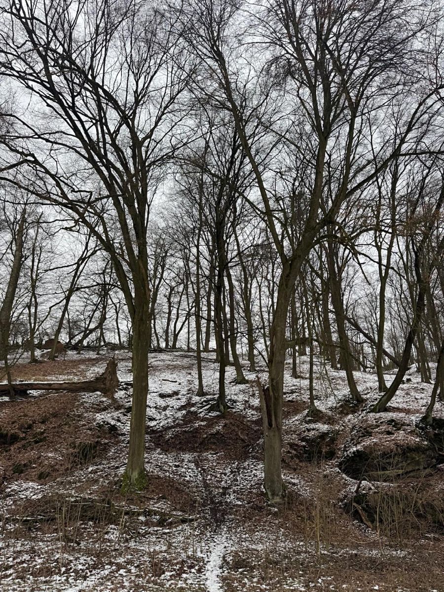 Prodej lesa 5445 m², Vysoká – fotka 1 z 3
