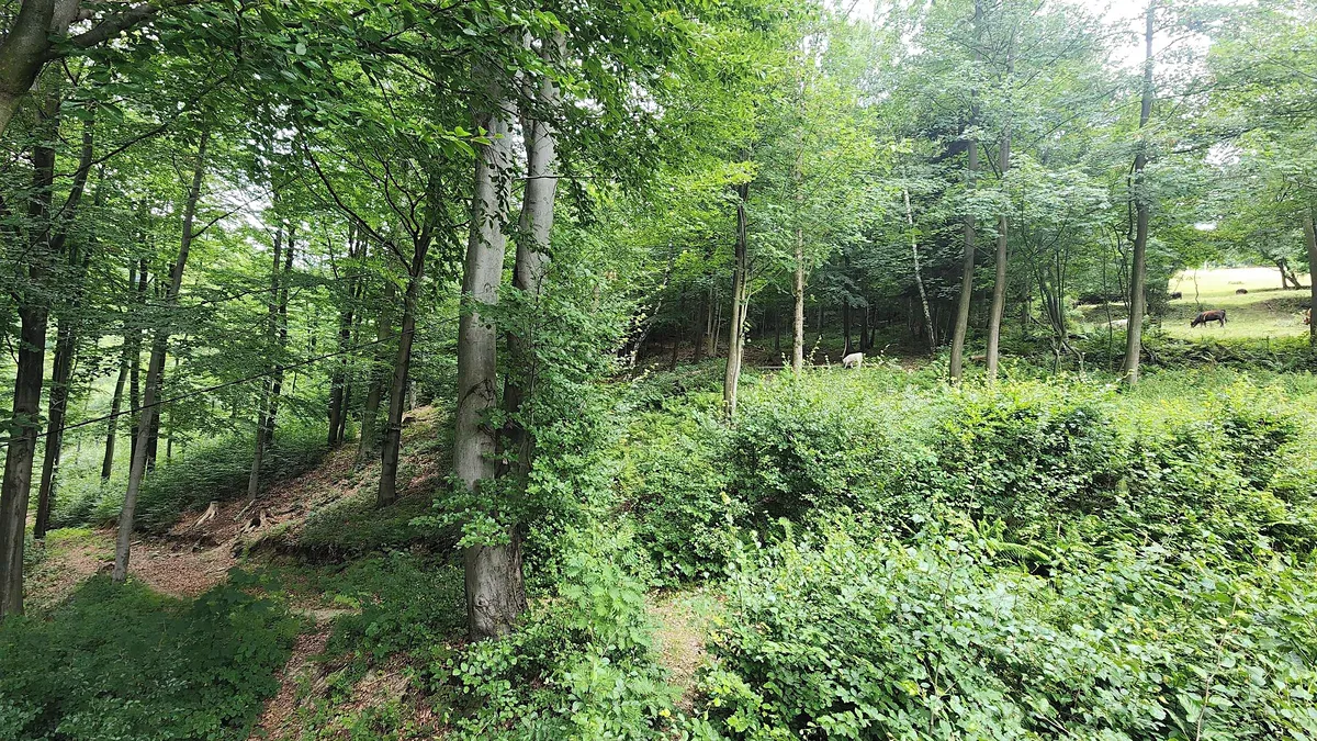 Prodej lesa 5985 m²