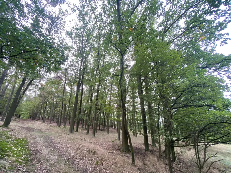 Prodej lesa 11957 m², Ostřetín – náhled fotky 3
