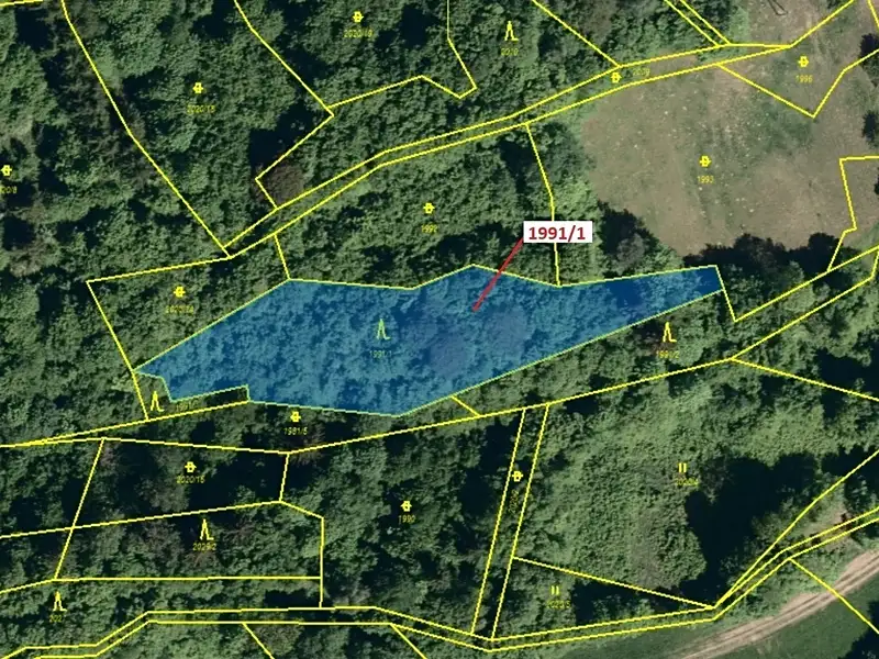 Dražba lesa 2438 m², Hovězí – náhled fotky 2