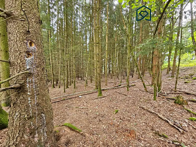 Prodej lesa 2066 m², Kasejovice – náhled fotky 3