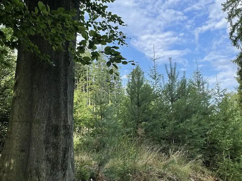 Prodej lesa 5469 m², Bělá u Jevíčka – náhled fotky 1