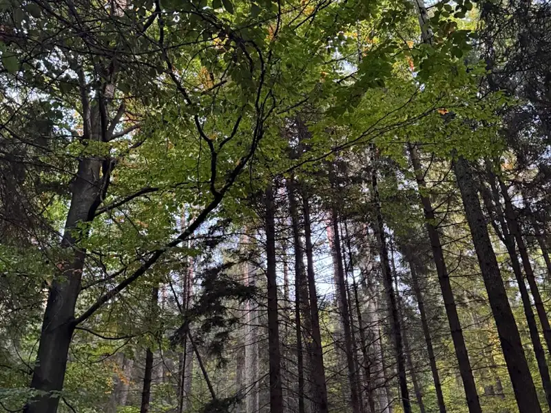 Prodej lesa 3922 m², Velká Polom – náhled fotky 3