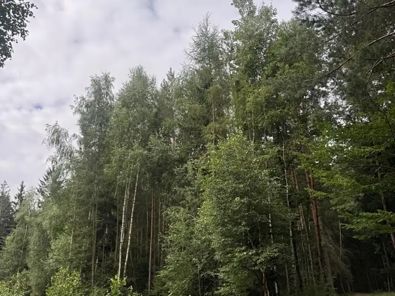 Prodej lesa 11311 m², Řevničov – náhled fotky 2