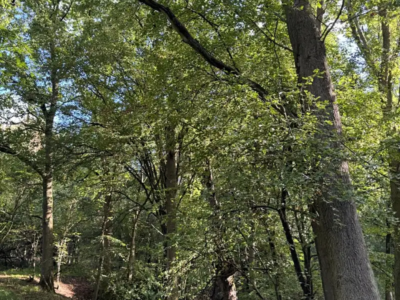 Prodej lesa 14963 m², Chorušice – náhled fotky 1