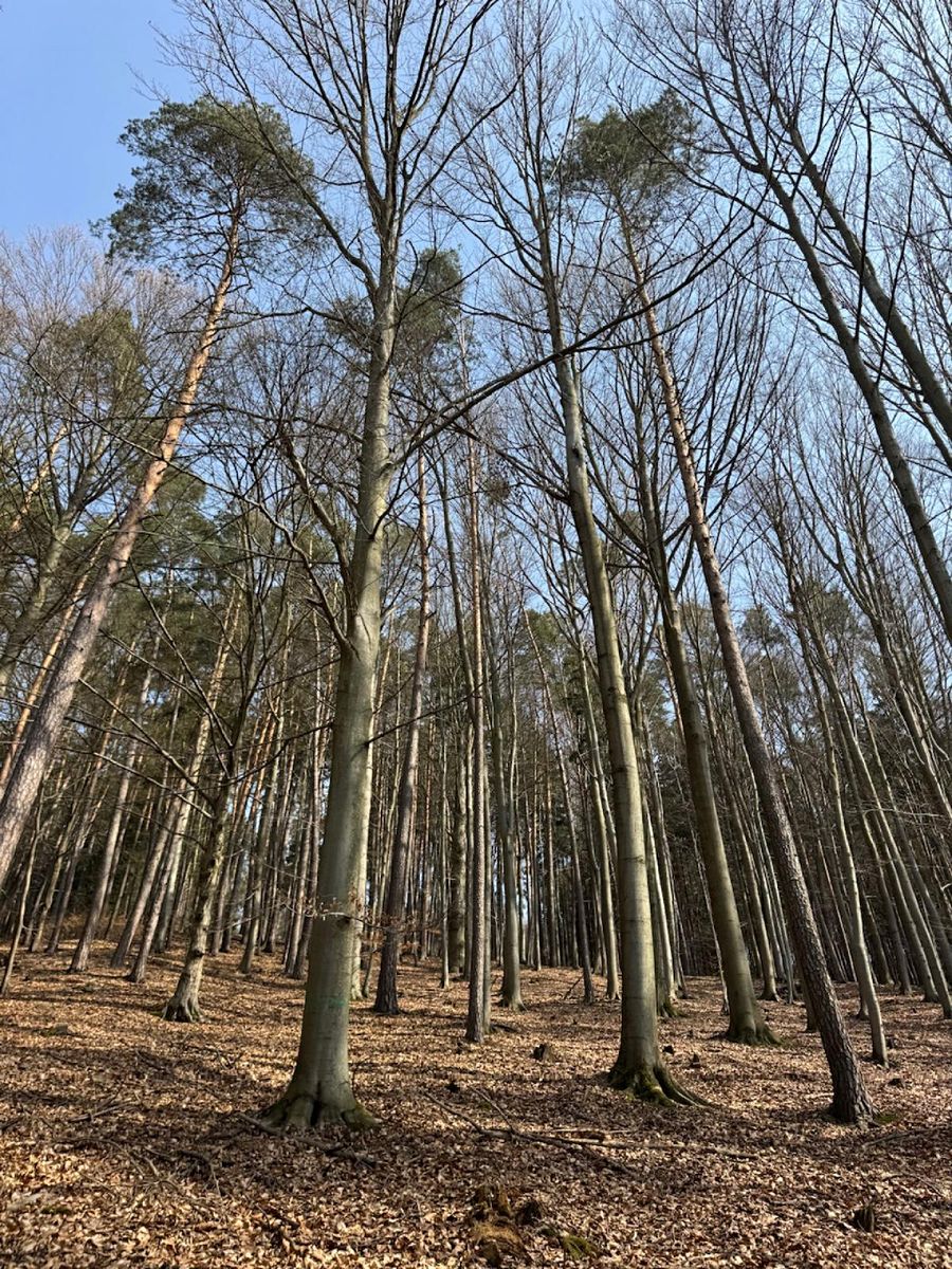Prodej lesa 36947 m², Bohutín – fotka 1 z 3