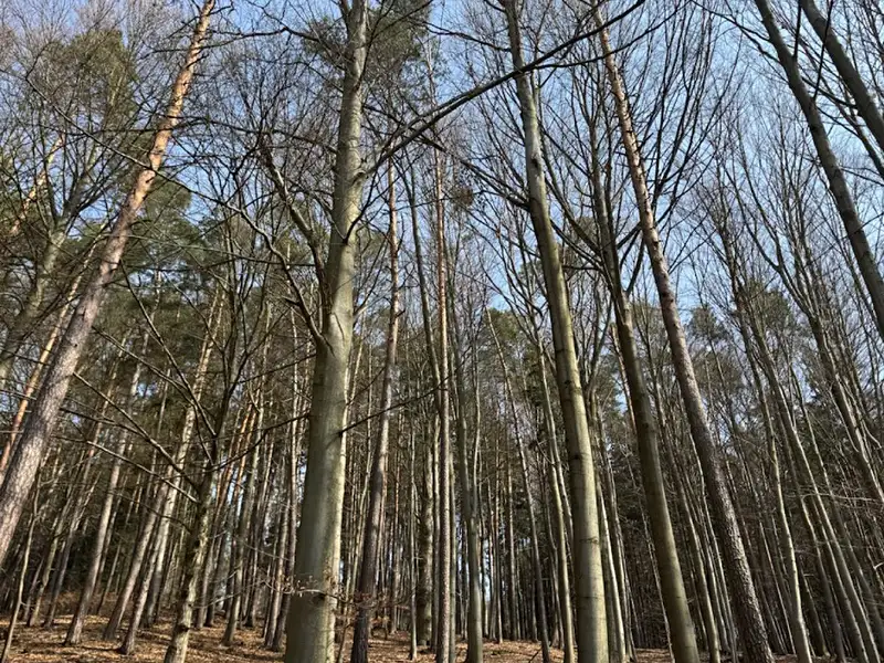 Prodej lesa 36947 m², Bohutín – náhled fotky 1