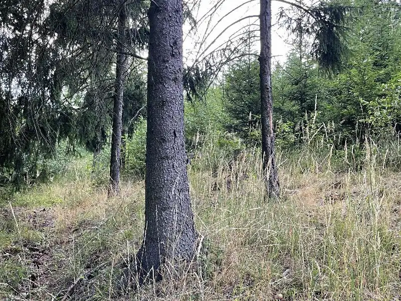 Prodej lesa 5469 m², Bělá u Jevíčka – náhled fotky 2