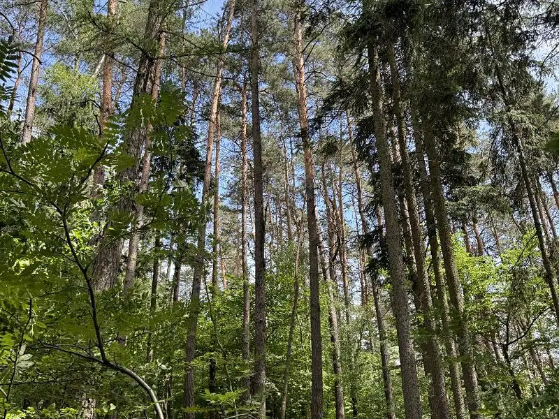 Prodej lesa 7765 m², Úpice – náhled fotky 2