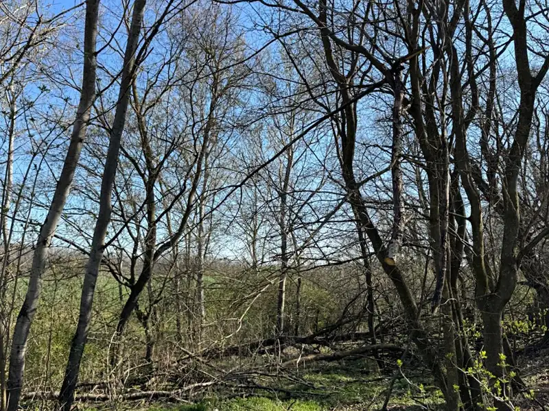 Prodej pozemku 7710 m², Jevišovice – náhled fotky 2