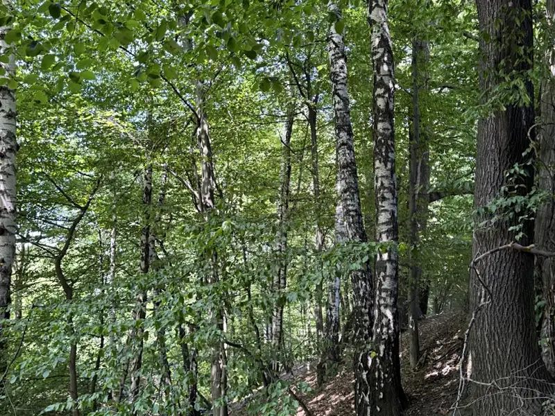Prodej lesa 11962 m², Petřvald – náhled fotky 3