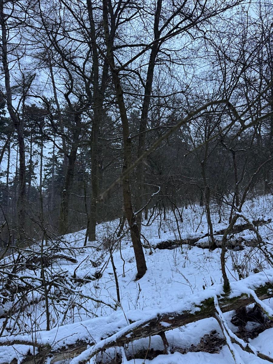 Prodej lesa 15433 m², Kralupy nad Vltavou – fotka 1 z 3