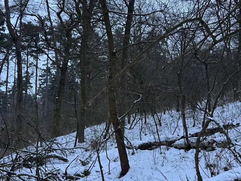 Prodej lesa 15433 m², Kralupy nad Vltavou – náhled fotky 1