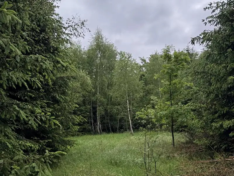 Prodej lesa 2784 m², Lomnice nad Popelkou – náhled fotky 3