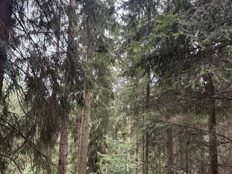 Prodej lesa 12954 m², Všelibice – náhled fotky 1