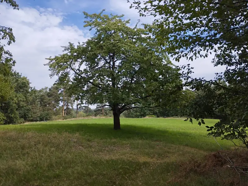 Prodej louky 10524 m², Boseň – náhled fotky 2