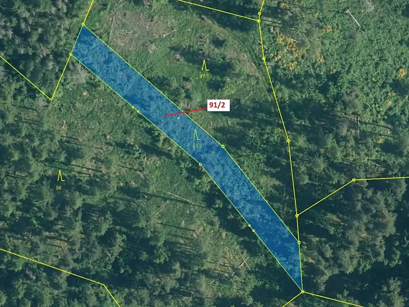 Dražba lesa 1363 m², Pačejov – náhled fotky 2