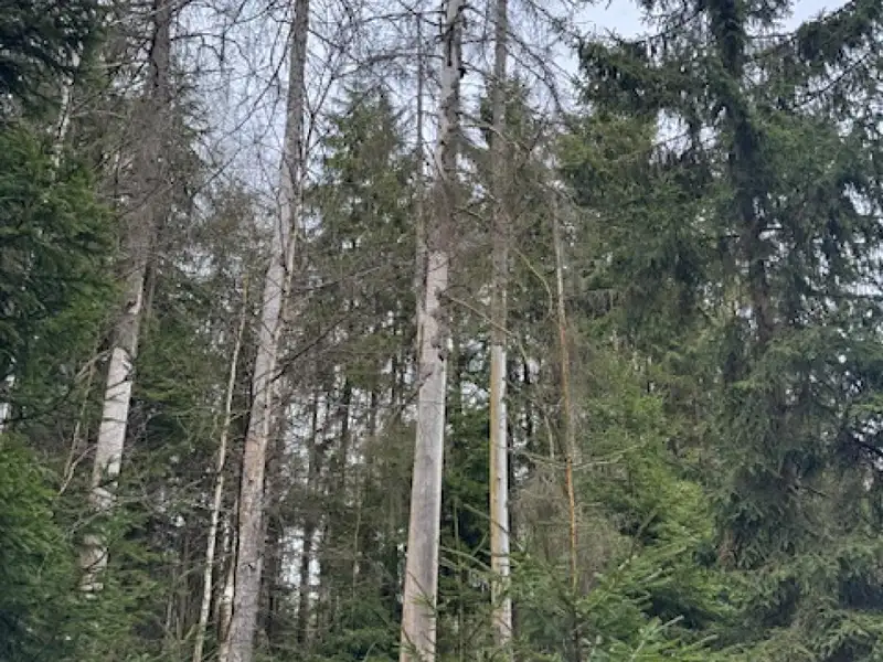 Prodej lesa 34704 m², Mrákov – náhled fotky 1