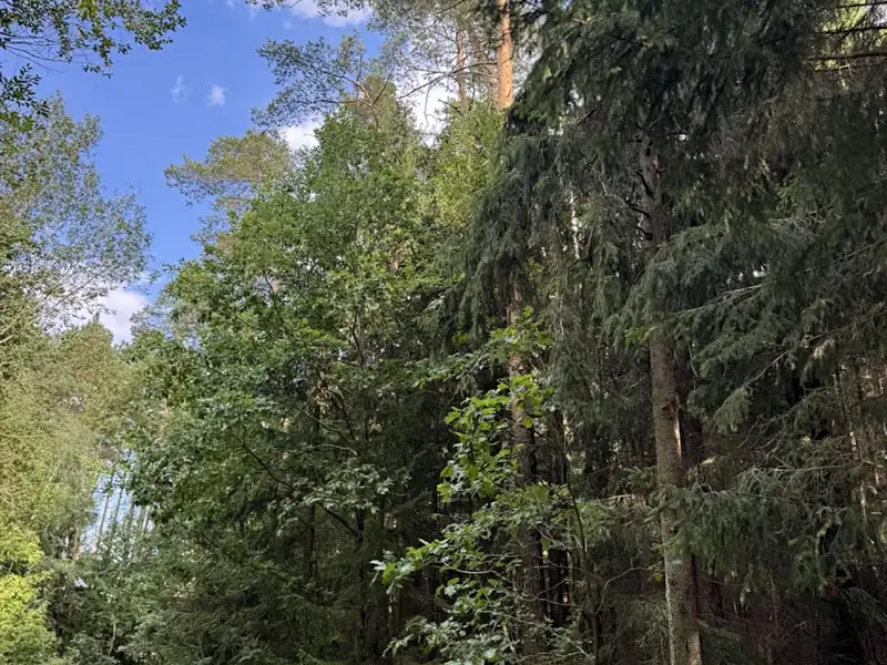 Prodej lesa 61114 m², Velké Opatovice – náhled fotky 3