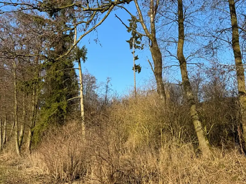 Prodej lesa 6437 m², Nový Malín – náhled fotky 3