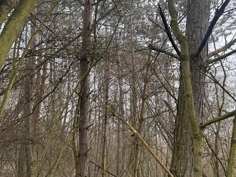 Prodej lesa 3854 m², Chotiněves – náhled fotky 3