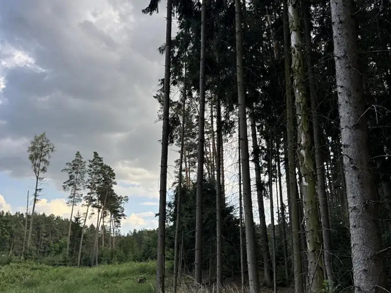 Prodej lesa 15904 m², Hromnice – náhled fotky 2