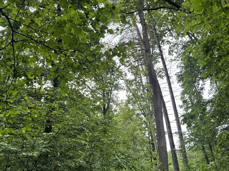 Prodej lesa 1370 m², Běstvina – náhled fotky 2