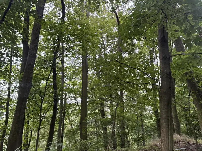 Prodej lesa 44008 m², Malšovice – náhled fotky 3