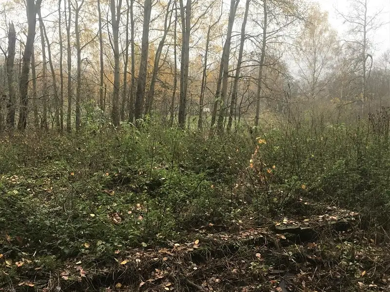 Prodej pozemku 5142 m², Cvikov – náhled fotky 2