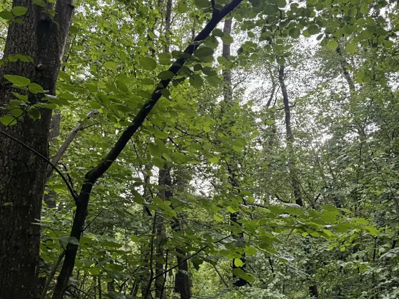 Prodej lesa 1370 m², Běstvina – náhled fotky 3