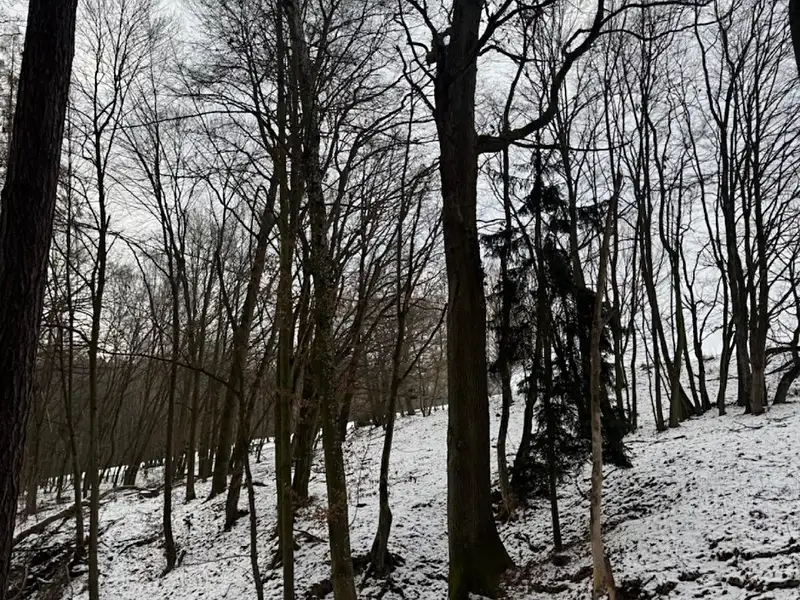 Prodej lesa 1783 m², Vyškov – náhled fotky 2