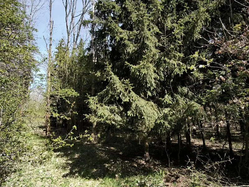 Prodej lesa 2671 m², Semily – náhled fotky 2