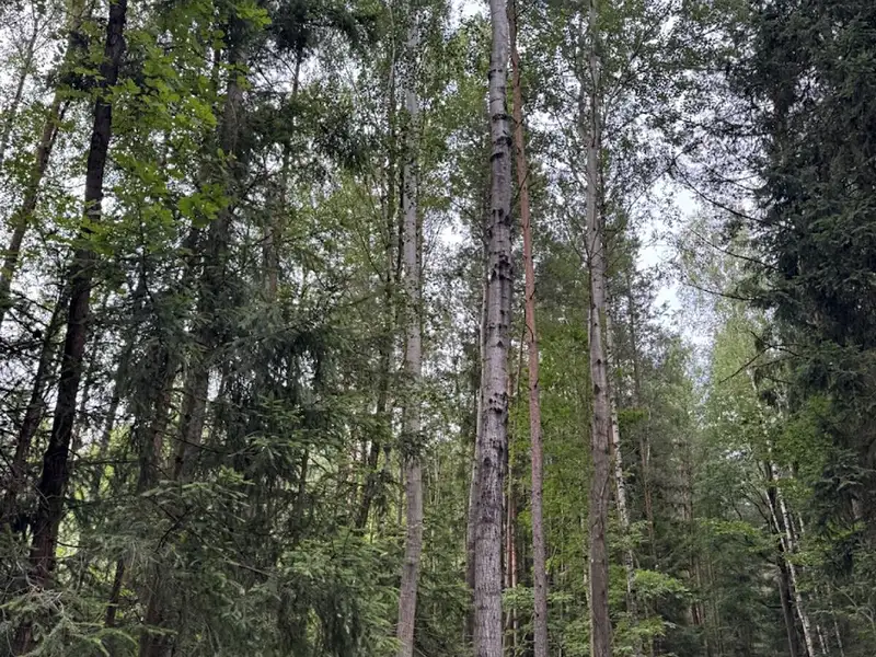 Prodej lesa 11311 m², Řevničov – náhled fotky 3