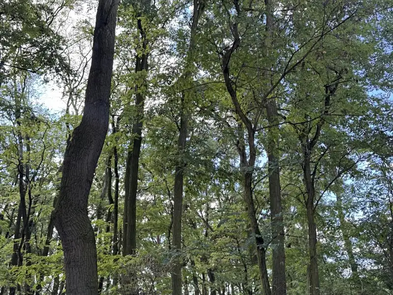 Prodej lesa 5344 m², Křečkov – náhled fotky 2