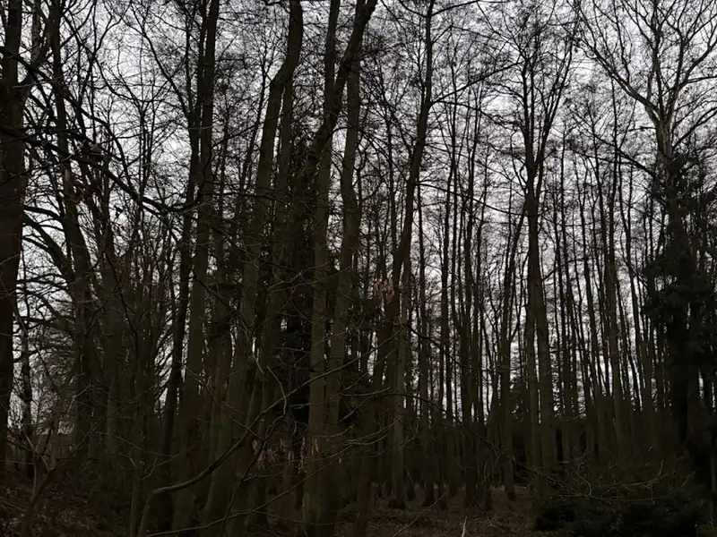 Prodej lesa 6263 m², Předslav – náhled fotky 2