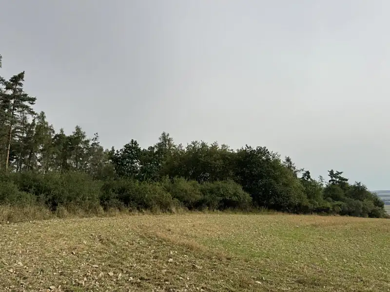 Prodej lesa 11916 m², Rokycany – náhled fotky 2